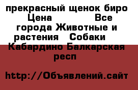 прекрасный щенок биро › Цена ­ 20 000 - Все города Животные и растения » Собаки   . Кабардино-Балкарская респ.